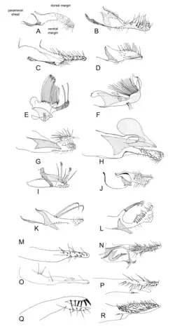 Genitalia