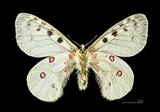 Male, bottom