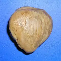 Human left patella from the front