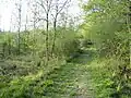 Finemere Wood