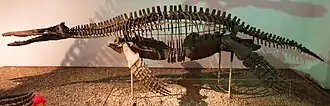 side view of a mounted skeleton