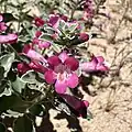 Flowers of Penstemon albomarginatus