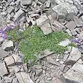 Penstemon spatulatus