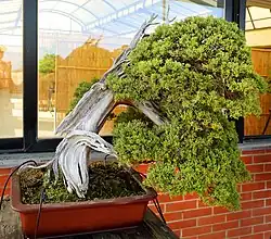 Photograph of windswept-style juniperus bonsai