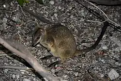 Brown wallaby