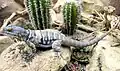 Baja blue rock lizard