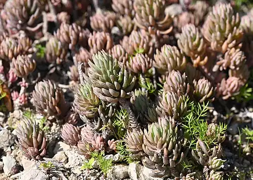 Foliage closeup