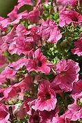 Petunia x hybrida