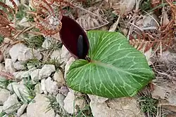 A. pictum