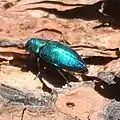 Phaenops gentilis, Arizona