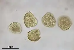 spores