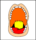 The mouth after surgery. Note the gaps on each side of the flap to regulate the airflow.