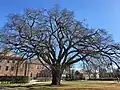 Phillips Academy Elm, Andover, Massachusetts (November 2019)