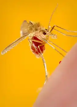 Phlebotomus pappatasi after a blood meal