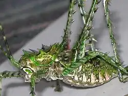 Late instar female