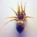 Dorsal view (another prepared specimen in the Zoologische Staatssammlung Munich)
