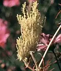 Phyllody caused by phytoplasma infection on Cosmos spp.