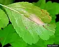 Leaf mine