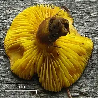 The yellow gills