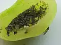 Adults, immatures inside a Phylloxera perniciosa gall