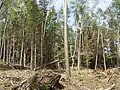 Forest damage caused by the Vaia Storm