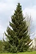 Although some trees are very slender, this is not invariable; many are broader, such as this cultivated tree in France