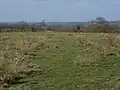 Pilch Field
