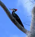 Pileated woodpecker on Kitching Creek