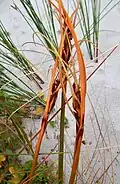 Pīngao seed heads and bracts