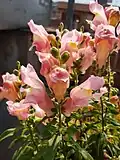 Pink snapdragon flower