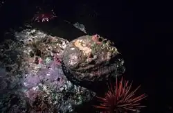 The pink abalone, Haliotis corrugata