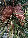 Cones