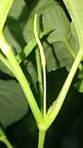 Immature fruit on spadix, Guam