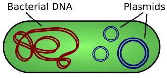 Diagram of a bacterium showing chromosomal DNA and plasmids