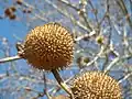 Fruiting body of P. orientalis (Oriental plane).
