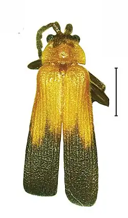 P. talamauensis, adult male
