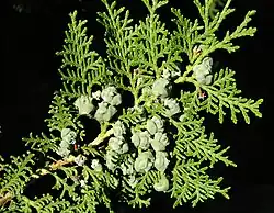 Immature seed cones