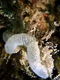 Egg case.