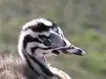Head of juvenile with characteristic 'humbug' stripes