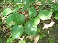 T. radicans in Trempealeau County, Wisconsin