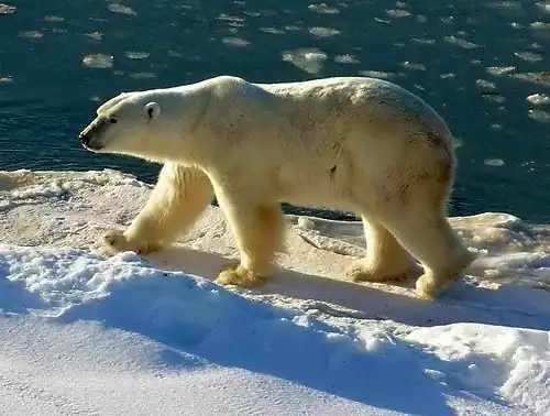 Polar bear