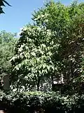 Mature tree in flower, showing contrasting foliage and flower panicles of canopy. Jardin des plantes