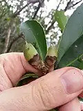 Fruit