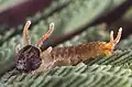 Larva