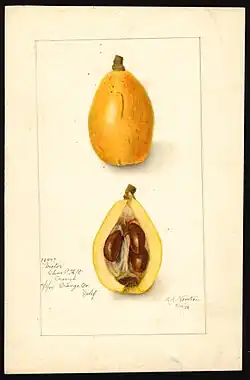 Fruit structure