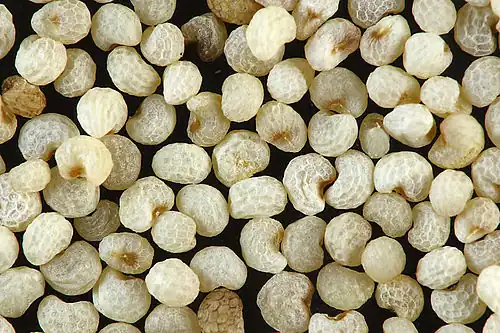 White poppy seeds, close up