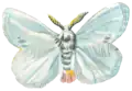 Illustrated adult