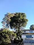 Same, October (front tree; wych behind)