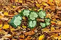 New leaf among fallen autumn leaf.