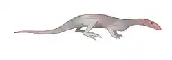 Prolacerta broomi